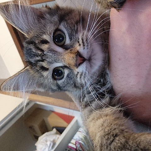 free kittens