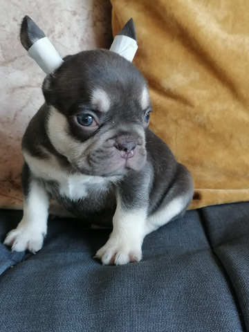French Bulldog – chocolate French bulldog For sale