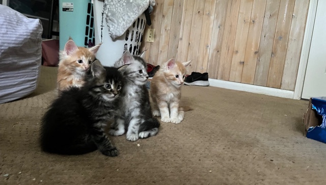 Maine Coon – Mainecoon kittens