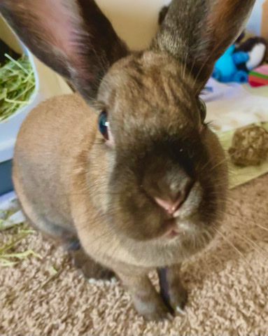 Smart bunny