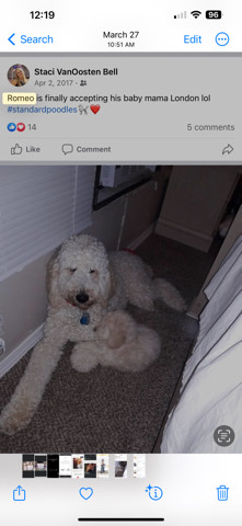 Poodle – Standard Poodle Makw