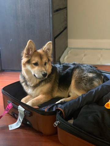 Siberian Husky – FREE German Shepard mixed Husky