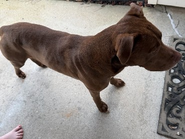 Image of Labradoodle