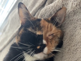 two calico cats – Houston