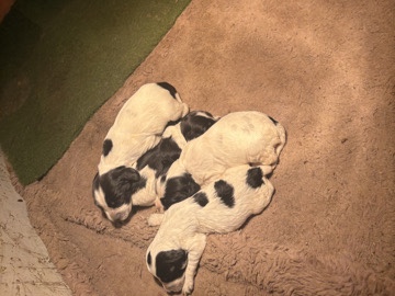 English Cocker Spaniel – Cocker spaniel – Hounslow