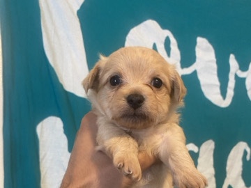 Shih Tzu – puppies for sell