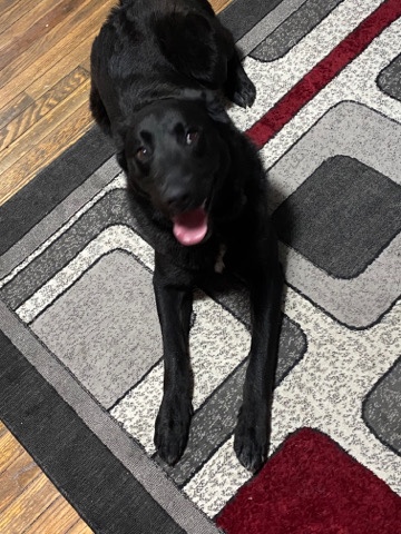 Labrador Retriever – Loving family dog that needs rehoming