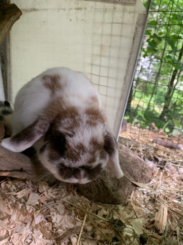 English Lop – lapin belier