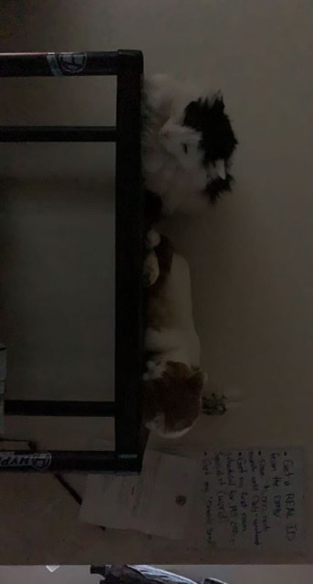 selling cats