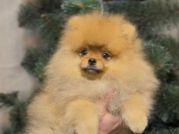 Pomeranian – Pomeranian Spitz – Smila