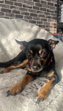 Chihuahua – Dayzee needs a loving home