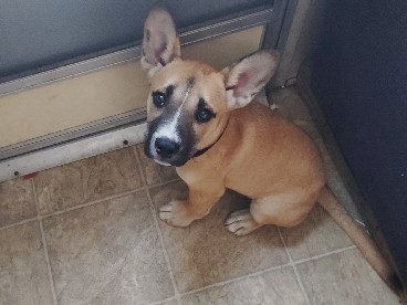 Mixed Breed – free dog – Houston