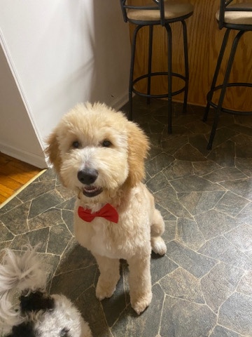 F1B Goldendoodle