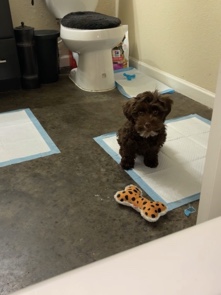 Yorkshire Terrier – Shorkie poo for Sell