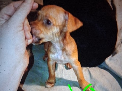 Chihuahua – Chipin puppy 9 weeks old – Phoenix