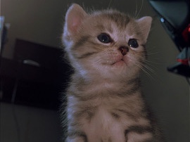British Shorthair – 3 suße katzen zum verkaufen – Delmenhorst