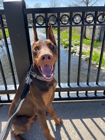 Doberman Pinscher – Red Male Doberman