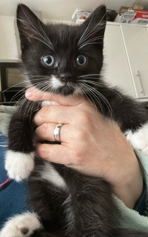 Maine Coon – sweet kittens
