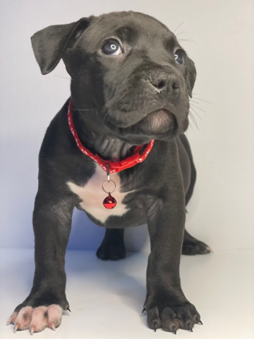 American bully xl