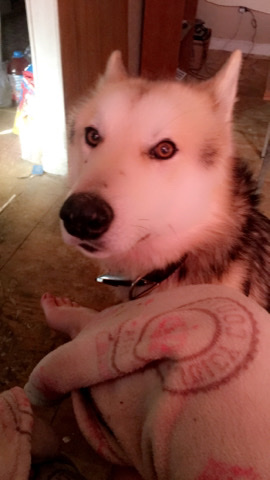Siberian Husky – shepherd and husky mix