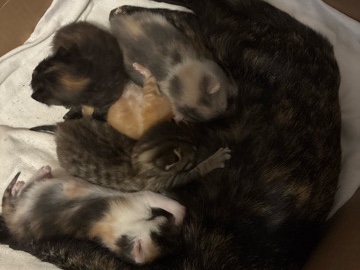 kittens – Danville