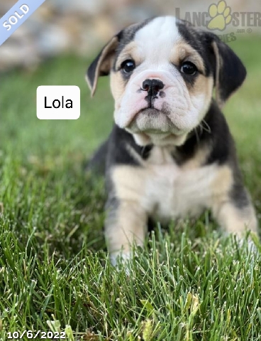 Toy Bulldog – Miniature Bulldog Puppy