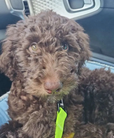 Australian Shepherd – Aussiedoodle Puppies