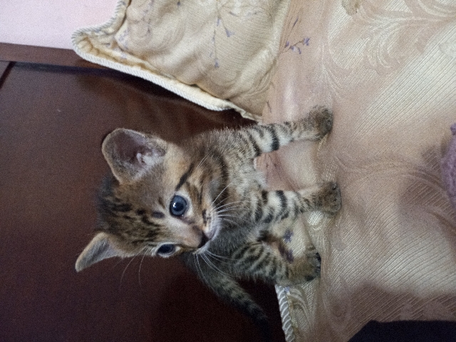 kittys