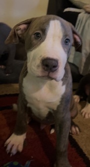 American Pit Bull Terrier – Ready for rehoming