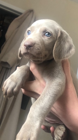 Weimaraner – Weimaraner puppies