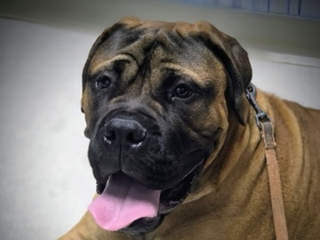 Bullmastiff – 1-Year-Old Bullmastiff – Rogers