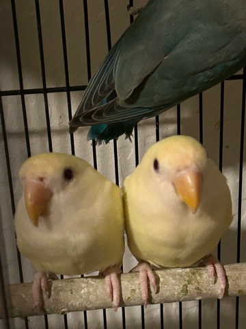 love birds