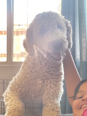 Golden Retriever – golden doodle