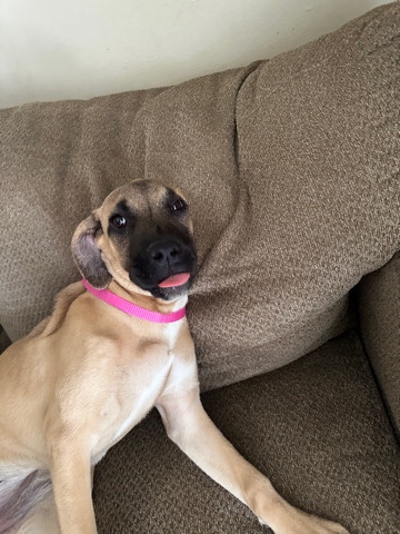 Cane Corso – rehoming