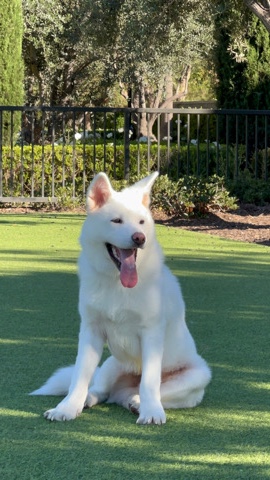 Akita – handsome Japanese Akita