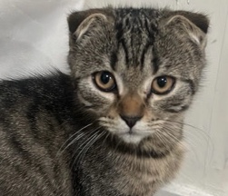 Mixed breed kitten {Siberian/ Scottish fold}