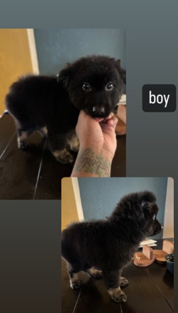 German Shepherd – German shepherd pit mix