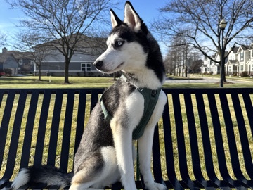 Siberian Husky – Eden - Purebred Siberian Husky – Indianapolis