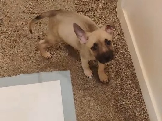 German Shepherd – please adopt him
