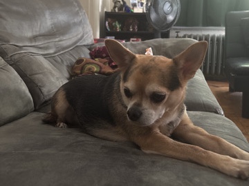 ChiChi the Chihuahua needs a loving home