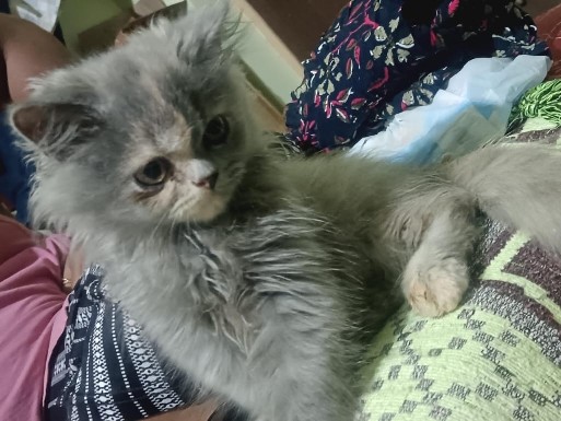 Persian (Traditional) – want to sell persian cat. – Kanuru