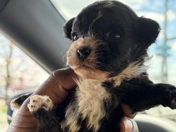 Adorable Black & White Maltipoo Mix Puppy Ready for a Loving Home 🐶 – Brookhaven