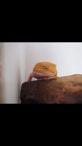 Leopard Gecko
