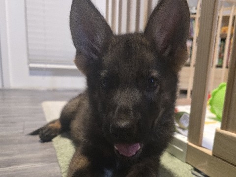 German Shepherd – German Shepherd Puppy – Charlotte