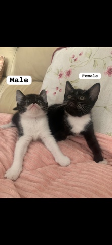 kittens