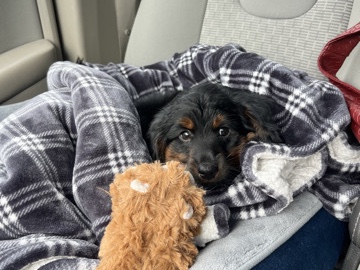 Dachshund – Aussie Doxie – Easton