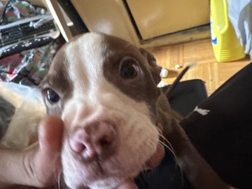 Pitbull puppy – New York