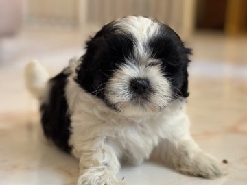 Shih Tzu – pure shih tzu puppies – Sharjah