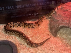 ball python name channel