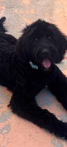Poodle – 7-Month-Old Golden Doodle